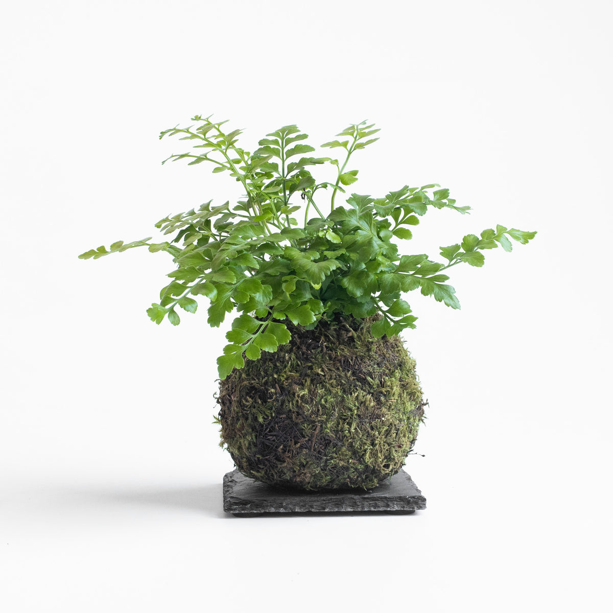 Austral Gem Kokedama – OF SOIL AND MOSS