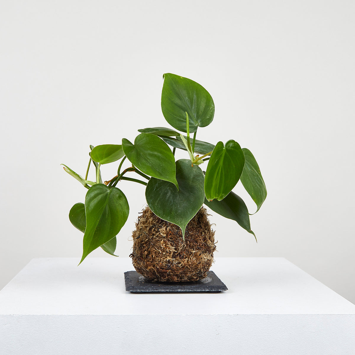 Philodendron Cordatum Kokedama – OF SOIL AND MOSS