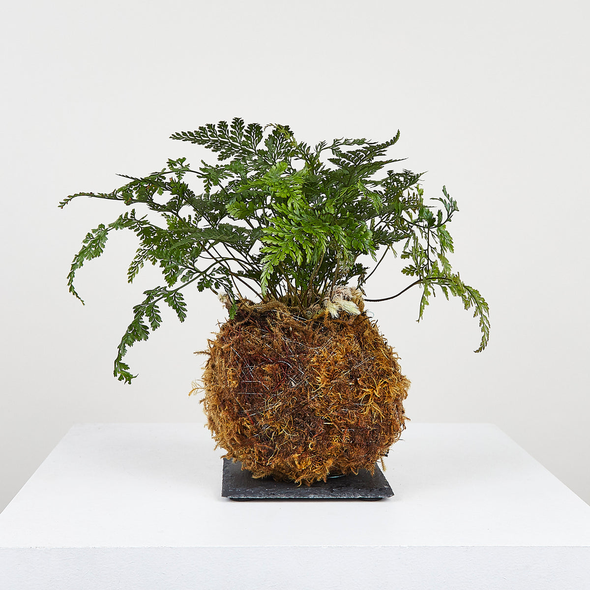 Rabbit's Foot Fern Kokedama – OF SOIL AND MOSS