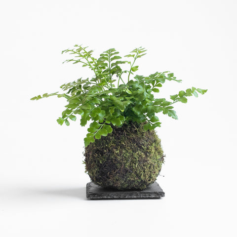 philodendron kokedama Philodendron Cordatum Kokedama – OF SOIL AND MOSS