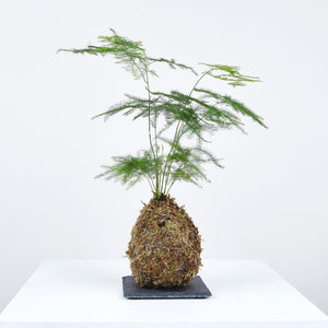 Asparagus Fern Kokedama