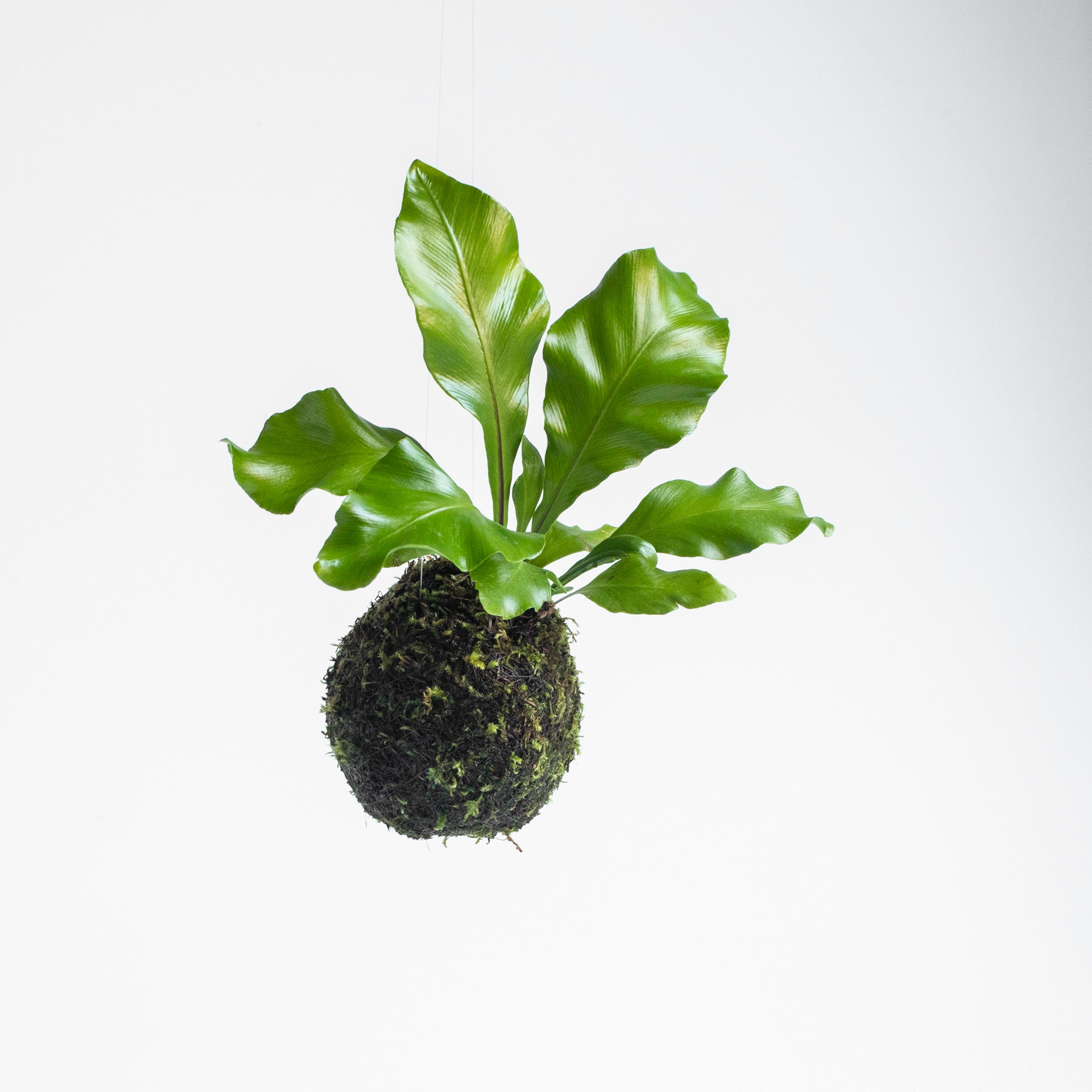 bird's nest philodendron Bird's Nest Fern Kokedama – OF SOIL AND MOSS