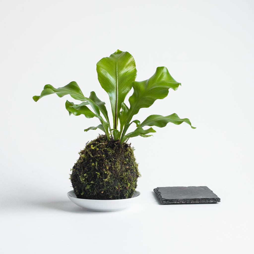 birds nest fern soil Bird's Nest Fern Kokedama – OF SOIL AND MOSS