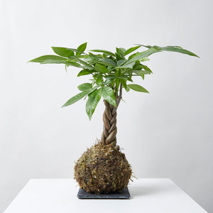 Braided Money Tree Kokedama