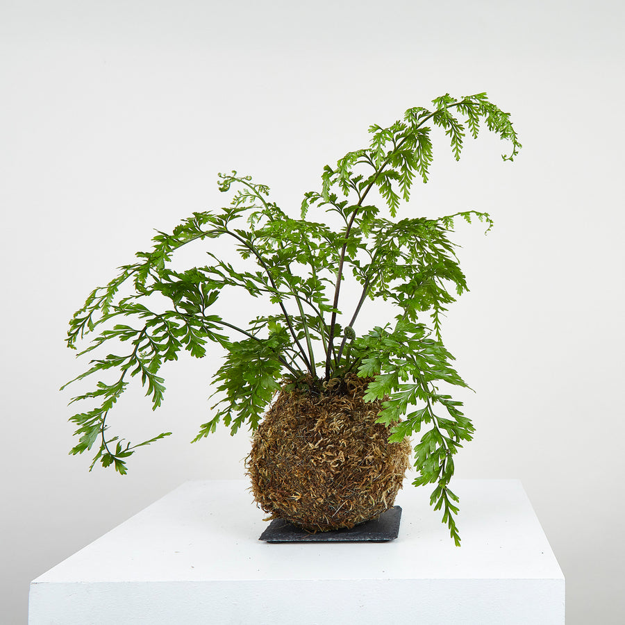 Mother Fern Kokedama OF SOIL AND MOSS