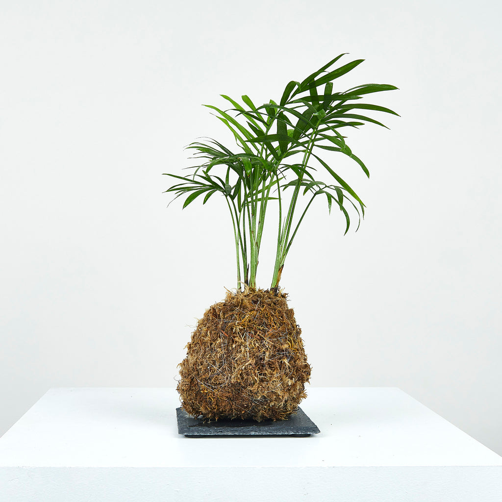 what soil to use for parlor palm Parlor Palm Kokedama – OF SOIL AND MOSS