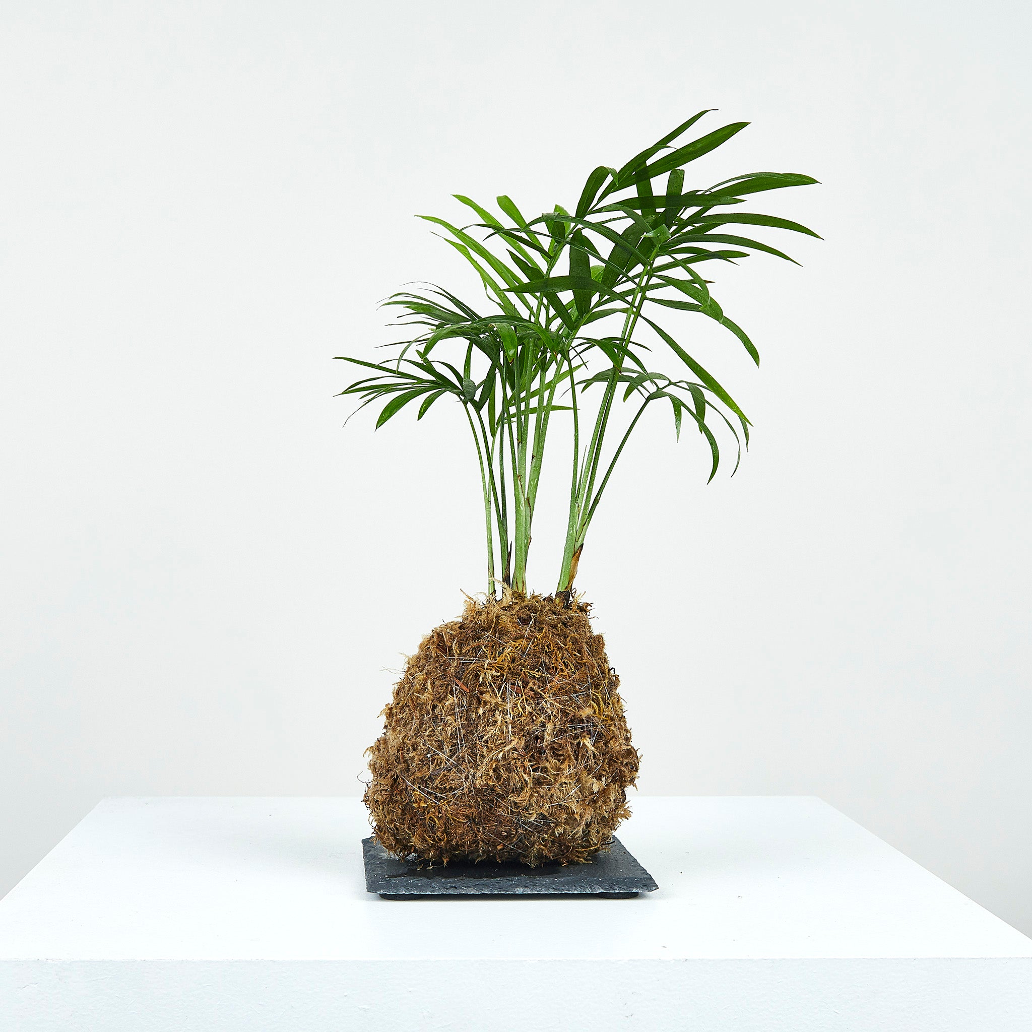 where to buy a parlor palm Parlor Palm Kokedama – OF SOIL AND MOSS