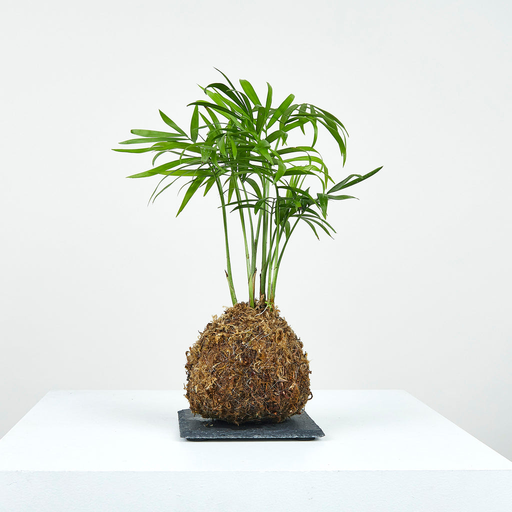parlor palm bonsai Parlor Palm Kokedama – OF SOIL AND MOSS