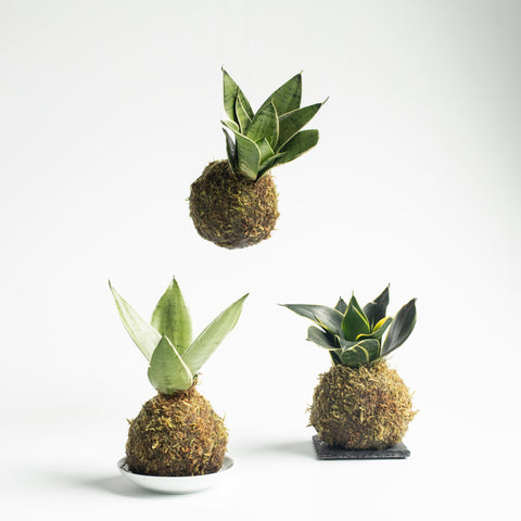 kokedama philodendron Philodendron Cordatum Kokedama – OF SOIL AND MOSS