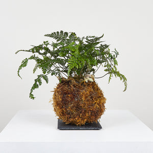 Rabbit's Foot Fern Kokedama